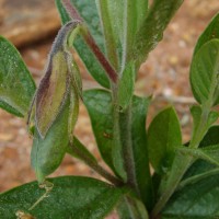 Crotalaria scabrella Wight & Arn.